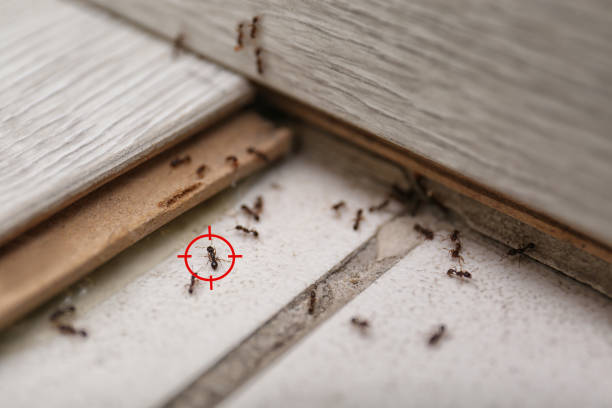 Best Pest Inspection Near Me  in Rhinelander, WI