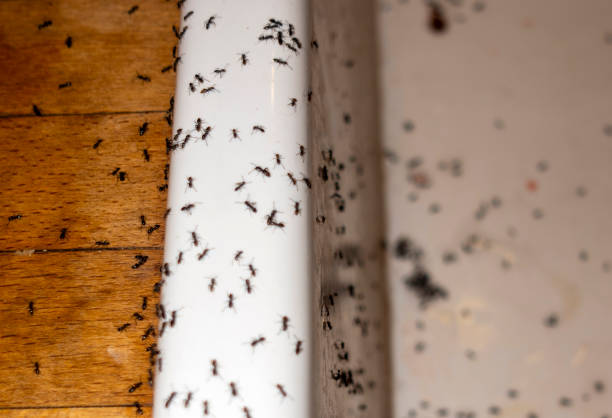 Best Bed Bug Extermination  in Rhinelander, WI