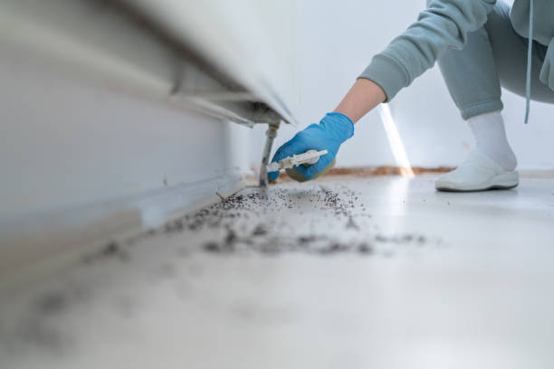 Best Residential Pest Control  in Rhinelander, WI